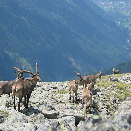 Apart Gletscherblick Kaunertal Esterno foto
